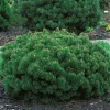 Omnia Garden 25-30 cm