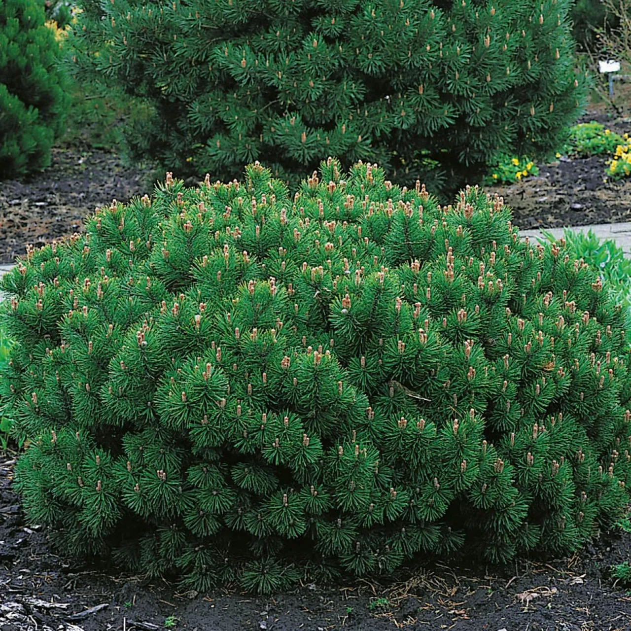 Omnia Garden 25-30 cm