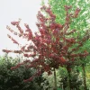Omnia Garden 80-90 cm