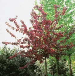 Omnia Garden 80-90 cm