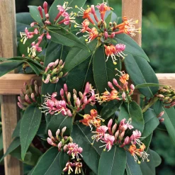 Odling & Trädgårdsskötsel|Växter & Plantor*Omnia Garden 40-60 cm