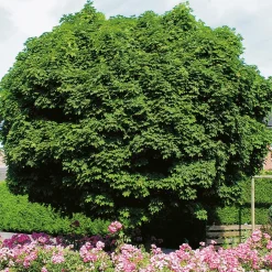 Omnia Garden 80-100 cm