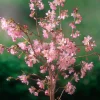 Odling & Trädgårdsskötsel|Växter & Plantor*Omnia Garden 80-90 cm