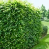 Odling & Trädgårdsskötsel|Häckplantor*Omnia Garden 60-100 cm