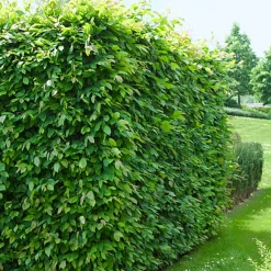 Odling & Trädgårdsskötsel|Häckplantor*Omnia Garden 60-100 cm
