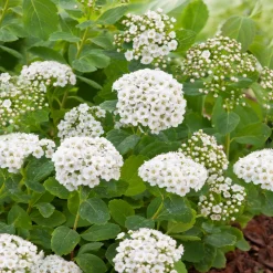 Odling & Trädgårdsskötsel|Kampanj Trädgårdsväxter*Omnia Garden 15-30 cm