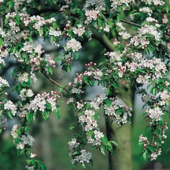 Odling & Trädgårdsskötsel|Växter & Plantor*Omnia Garden 90-110 cm