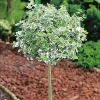 Odling & Trädgårdsskötsel|Växter & Plantor*Omnia Garden 80-90 cm