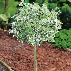 Odling & Trädgårdsskötsel|Växter & Plantor*Omnia Garden 80-90 cm