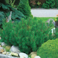 Odling & Trädgårdsskötsel|Kampanj Trädgårdsväxter*Omnia Garden 30-35 cm