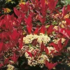 Odling & Trädgårdsskötsel|Växter & Plantor*Omnia Garden 90-110 cm