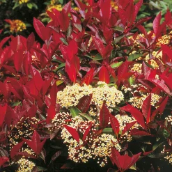 Odling & Trädgårdsskötsel|Växter & Plantor*Omnia Garden 90-110 cm