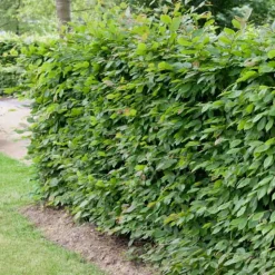 Prydnadsbuskar|Odling & Trädgårdsskötsel*Omnia Garden 100-125 cm