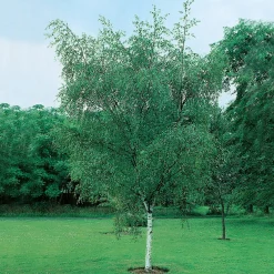 Omnia Garden 60-100 cm