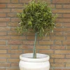 Odling & Trädgårdsskötsel|Växter & Plantor*Omnia Garden 50-60 cm