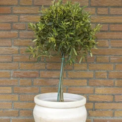 Odling & Trädgårdsskötsel|Växter & Plantor*Omnia Garden 50-60 cm