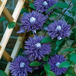 Odling & Trädgårdsskötsel|Växter & Plantor*Omnia Garden 40-60 cm