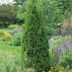 Odling & Trädgårdsskötsel|Växter & Plantor*Omnia Garden 50-60 cm