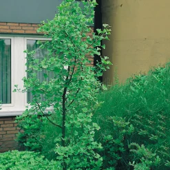 Omnia Garden 60-80 cm