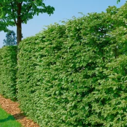 Prydnadsbuskar|Kampanj Odling & Trädgårdsskötsel*Omnia Garden 125-150 cm
