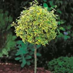 Odling & Trädgårdsskötsel|Växter & Plantor*Omnia Garden 80-90 cm