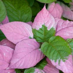 Odling & Trädgårdsskötsel|Växter & Plantor*Omnia Garden 40-60 cm