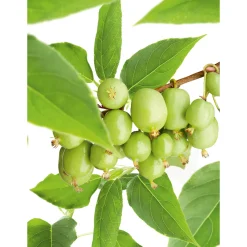 Odling & Trädgårdsskötsel|Växter & Plantor*Omnia Garden 60-80 cm