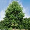 Odling & Trädgårdsskötsel|Växter & Plantor*Omnia Garden 100-125 cm