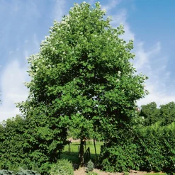 Odling & Trädgårdsskötsel|Växter & Plantor*Omnia Garden 100-125 cm