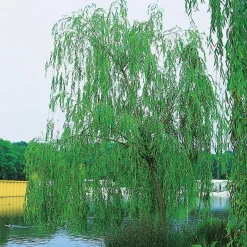 Omnia Garden 150-200 cm