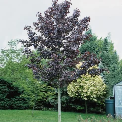 Odling & Trädgårdsskötsel|Växter & Plantor*Omnia Garden 150-200 cm Acer Platanoides Royal Red