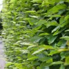 Odling & Trädgårdsskötsel|Häckplantor*Omnia Garden 20-40 cm Krukodlade