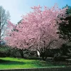 Omnia Garden Accolade, Rosa Blomning, 100-120 cm