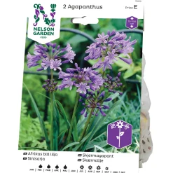 Nelson Garden Agapanthus