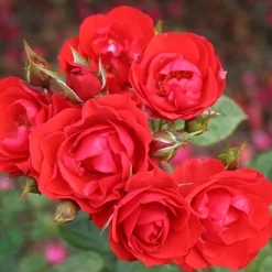 Odling & Trädgårdsskötsel|Rosor*Omnia Garden Allotria