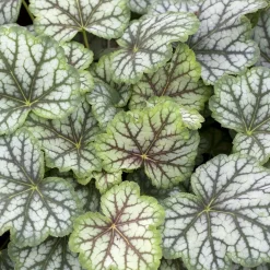 Odling & Trädgårdsskötsel|Växter & Plantor*Omnia Garden Alunrot Green Spice