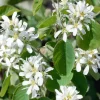 Odling & Trädgårdsskötsel|Häckplantor*Omnia Garden Amelanchier Alnifolia 50-80 cm