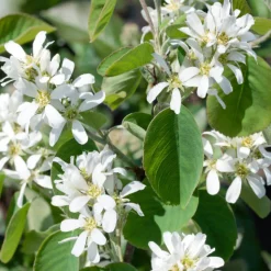Odling & Trädgårdsskötsel|Häckplantor*Omnia Garden Amelanchier Alnifolia 50-80 cm