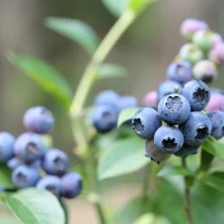 Nyheter*Omnia Garden Amerikanskt Blåbär Vaccinium Corymbosum Reka