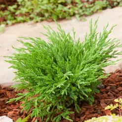 Omnia Garden Andorra Compact
