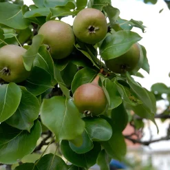 Odling & Trädgårdsskötsel|Växter & Plantor*Omnia Garden Augustipäron