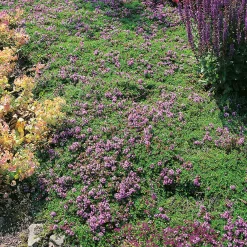 Odling & Trädgårdsskötsel|Växter & Plantor*Omnia Garden Backtimjan  Bygghemma.se