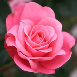 Odling & Trädgårdsskötsel|Rosor*Omnia Garden Bella Rosa