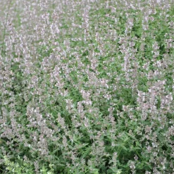 Nyheter*Omnia Garden Bergnepeta Amelia