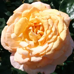 Odling & Trädgårdsskötsel|Rosor*Omnia Garden Bitten Clausen