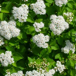 Omnia Garden Björkspirea Tor E