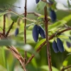 Nyheter*Omnia Garden Blåbärstry Lonicera Caerule Akamtschatica Aurora