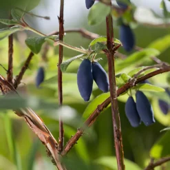 Nyheter*Omnia Garden Blåbärstry Lonicera Caerule Akamtschatica Aurora