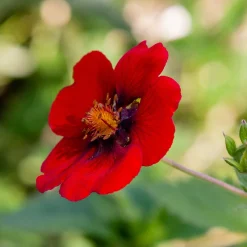 Odling & Trädgårdsskötsel|Växter & Plantor*Omnia Garden Blodfingerört