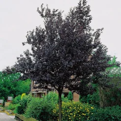 Omnia Garden Blodplommon Prunus cerasifera 100-120 cm